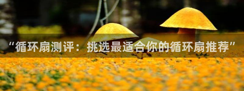 凯发app官网：“循环扇测评：挑选最适合你的循环扇推荐”