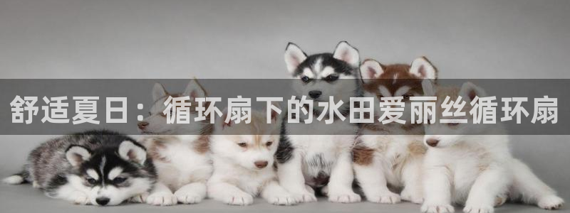 k8凯发是做什么的：舒适夏日：循环扇下的水田爱丽丝循环扇